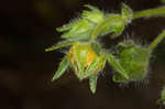 Sulphur cinquefoil